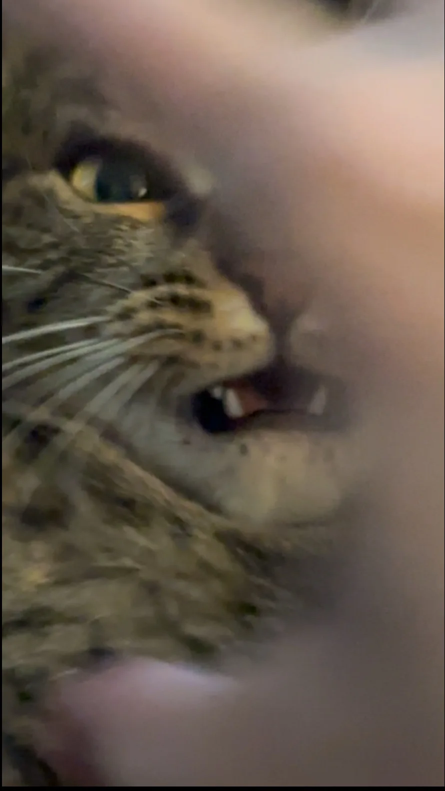 A blurry, close-up photo shows a tabby cat with its mouth slightly open, revealing teeth, as a human finger partially…