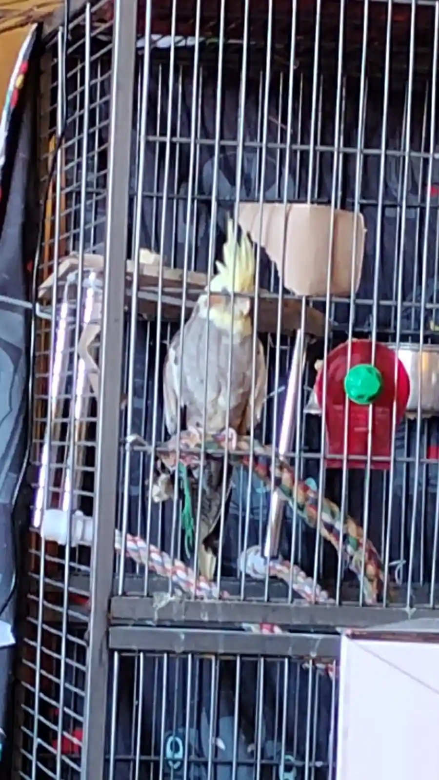 A cockatiel with a yellow crest perched inside a metal cage, surrounded by toys and perches. The overlaid text reads 'i'm…