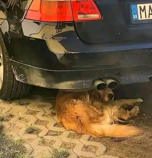 A golden retriever dog is lying on a patterned pavement directly under the rear bumper of a black car, wearing a pair of…