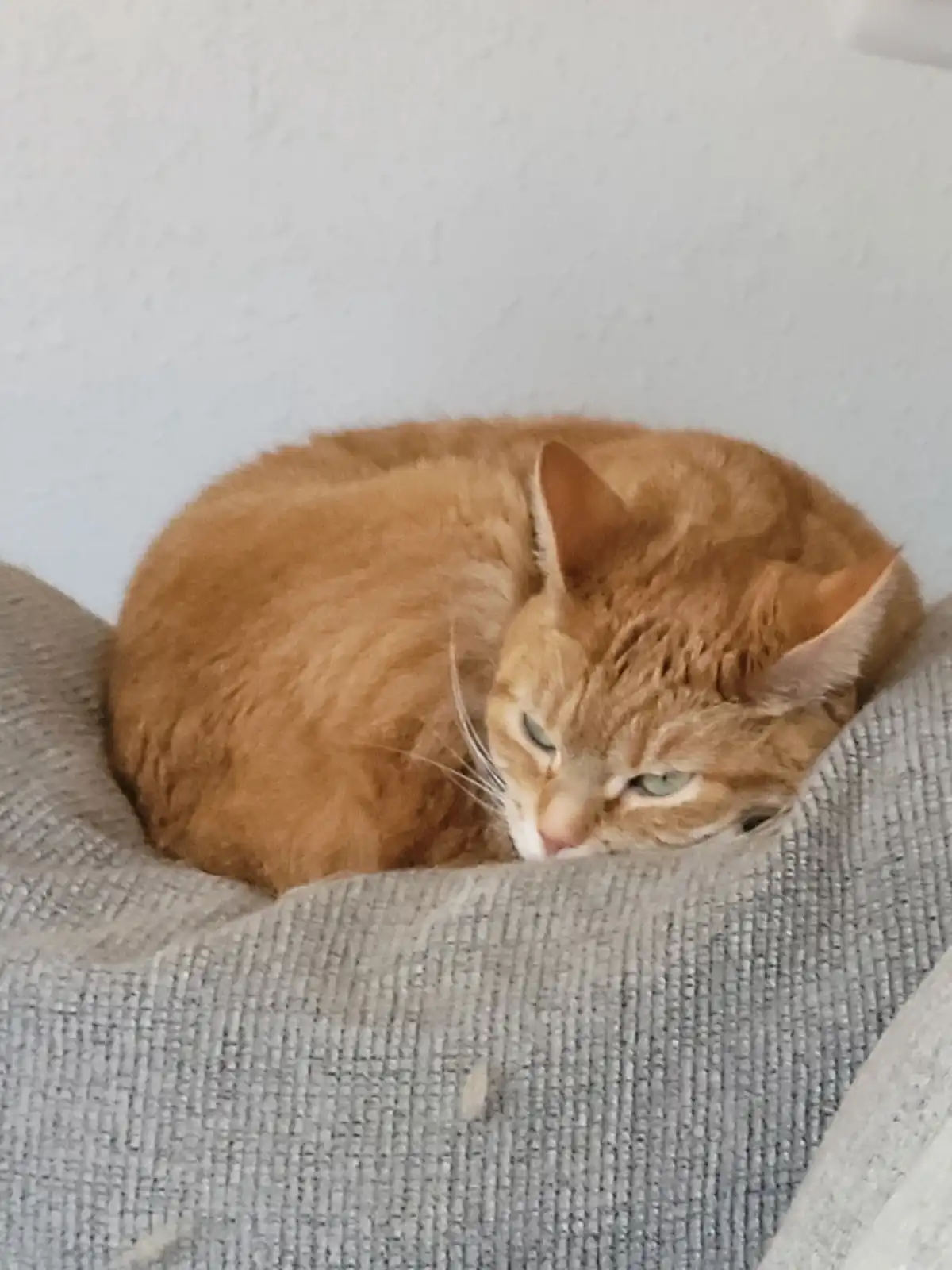 An orange tabby cat is curled up and resting on a gray textured couch, looking sleepy with half-closed green eyes. The…
