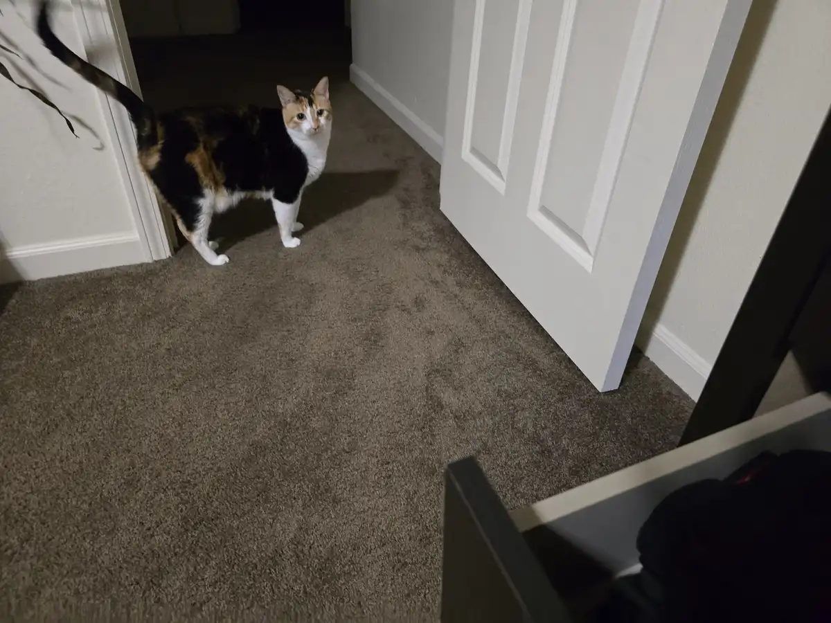 Nothing excites a cat quite like the sound of a drawer opening.