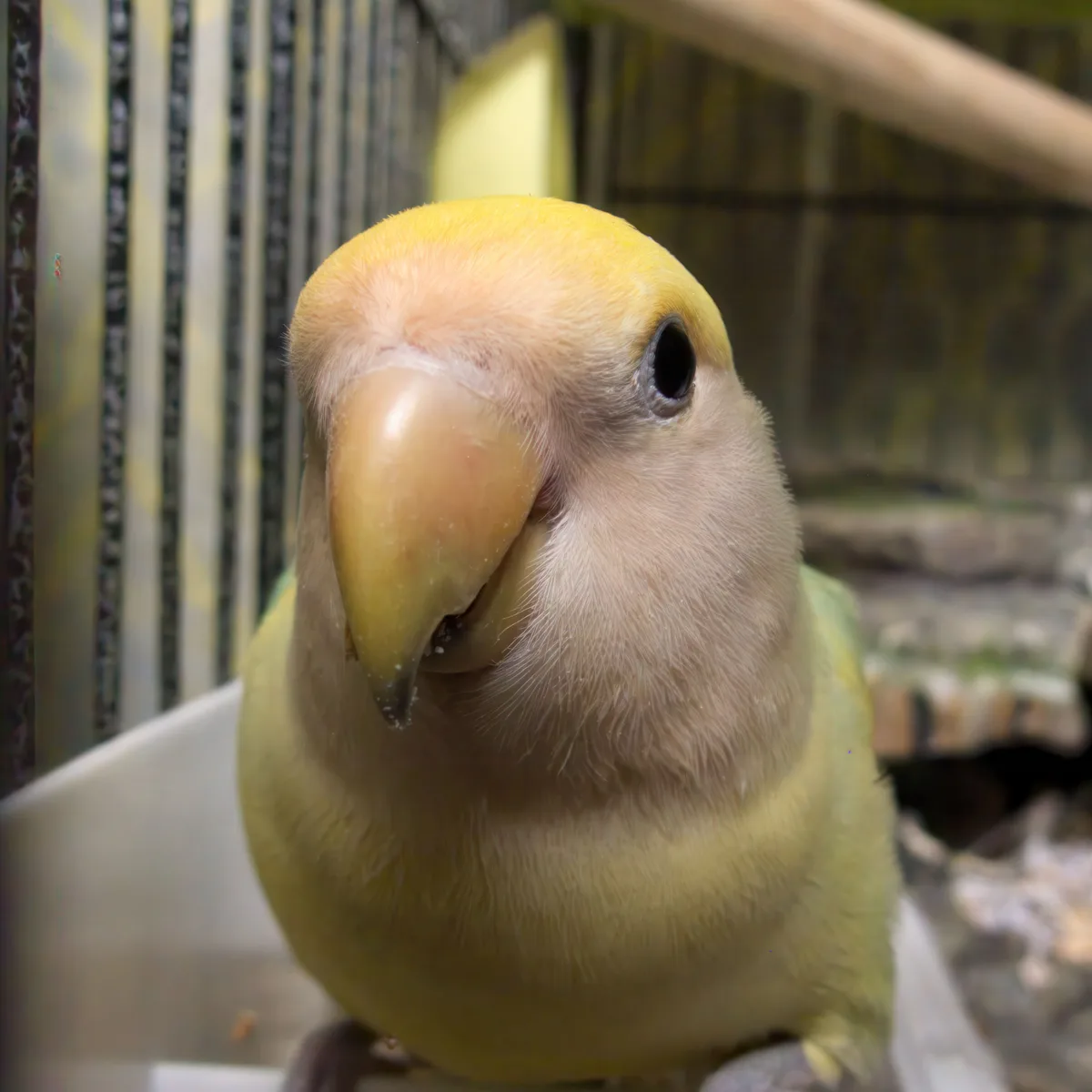 A close-up photo of a yellow-headed lovebird inside a cage, looking directly at the camera with a slightly squinted…