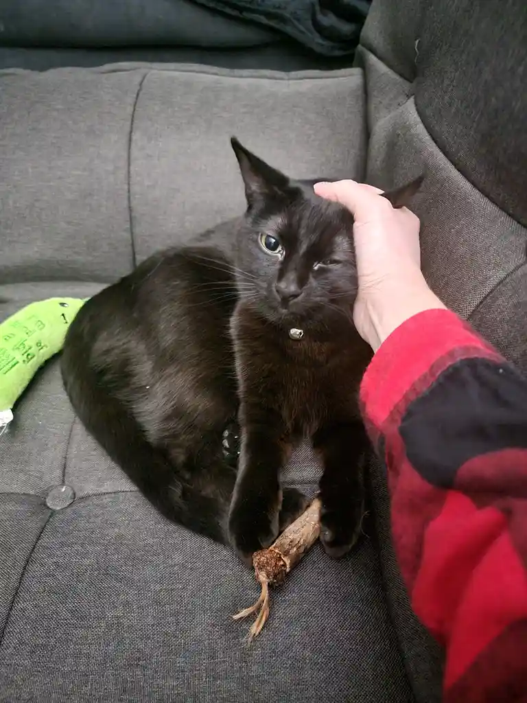 A black cat with one eye half-closed sits on a gray couch, looking unimpressed as a human hand pets its head. The cat holds…