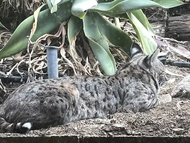 A bobcat is lying down on dirt, partially under large green succulent leaves, appearing to rest. The image has text overlaid…