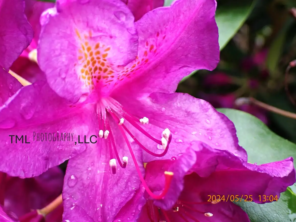 A close-up photograph of a vibrant magenta flower with dew drops on its petals, showing its stamen and pistil. The image has…