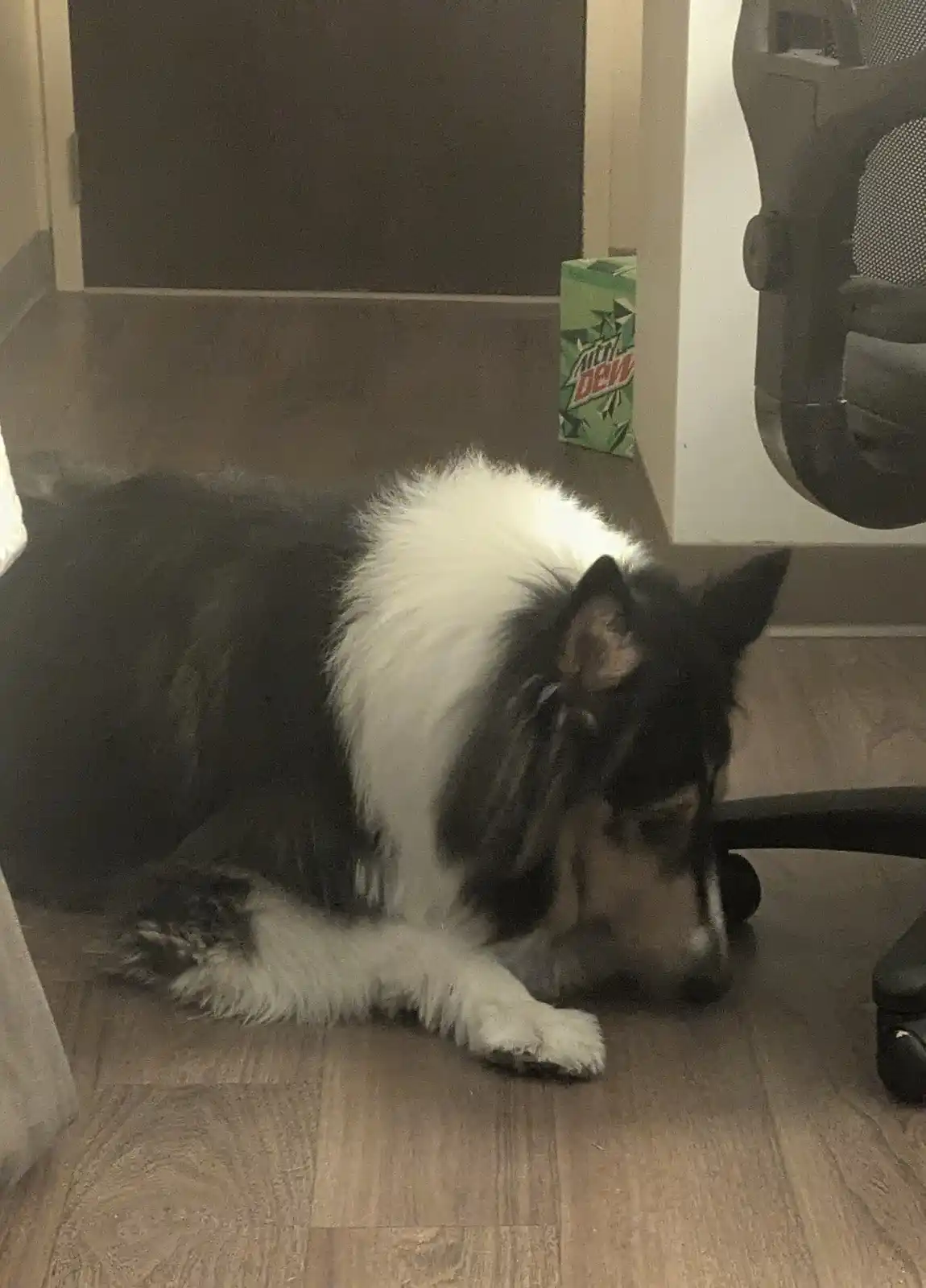 A fluffy black and white dog lies on a wooden floor next to an office chair, appearing to rest or nap. In the background, a…