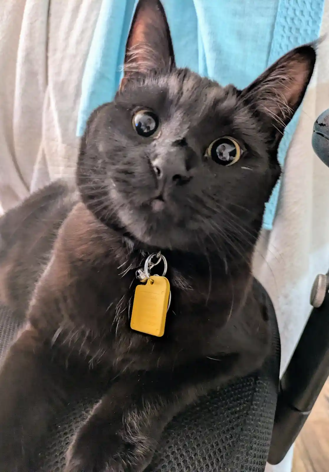 A close-up photo of a black cat with wide, startled eyes looking upward, wearing a yellow pet ID tag that reads 'i am lost…