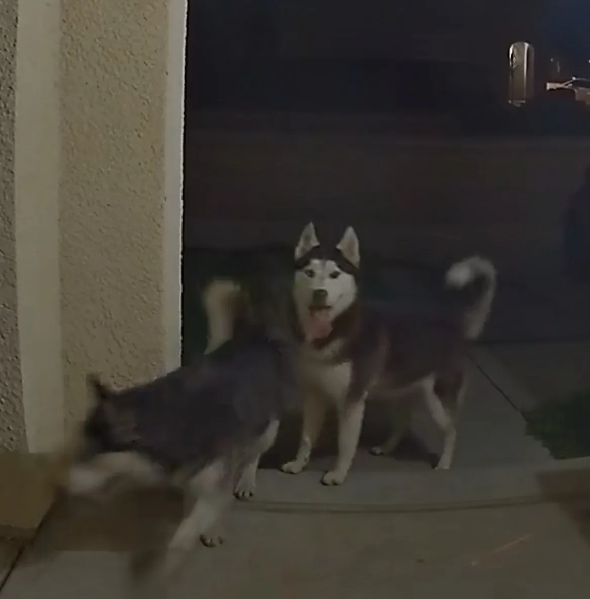 A husky dog stands calmly at a doorway at night while another husky runs past in motion blur. The standing dog has a…
