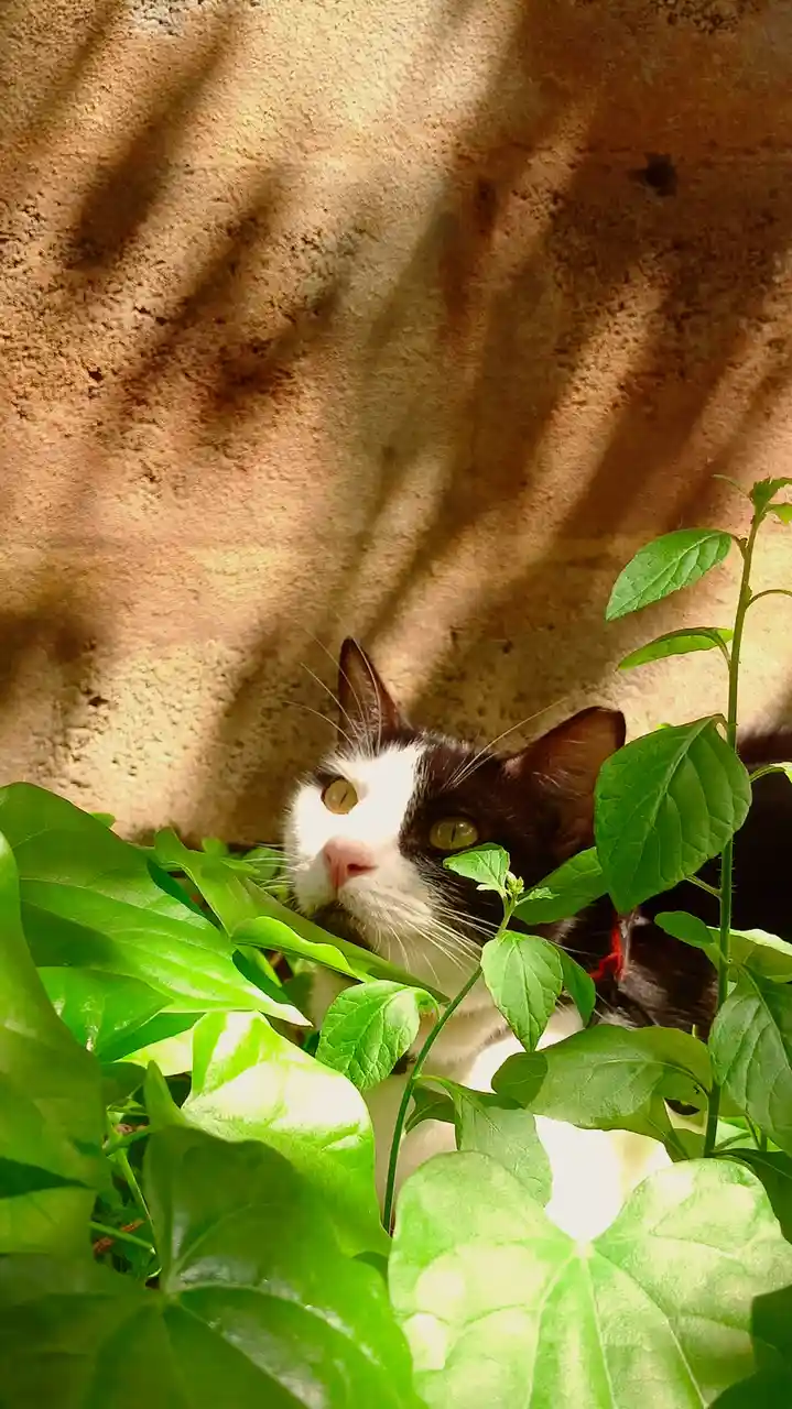 A black-and-white cat with green eyes peeks out from behind bright green leaves, looking upward with a calm expression. The…