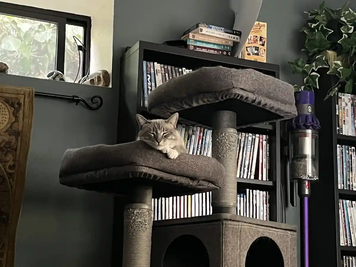 A grey tabby cat is sleeping peacefully with its eyes half-closed on the top platform of a grey cat tree. Behind the cat…