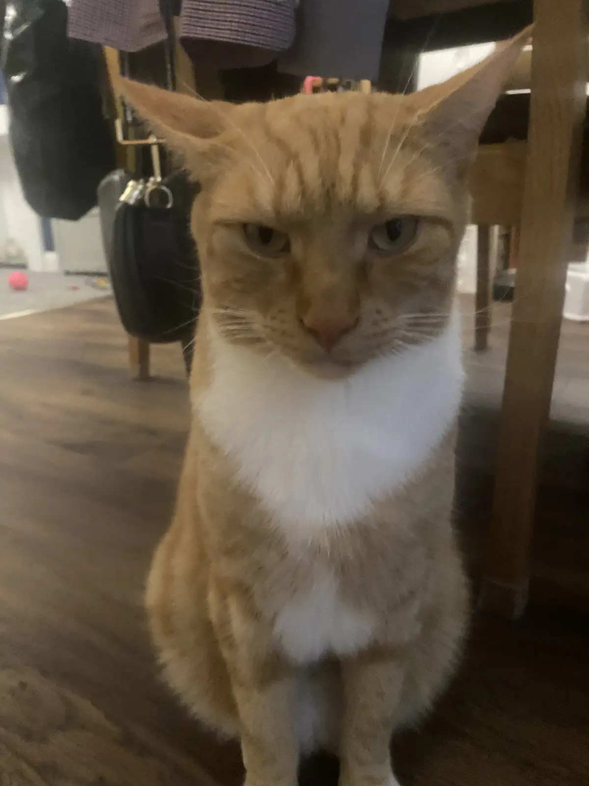 Biscuit’s Daily Snapshot of Adorableness