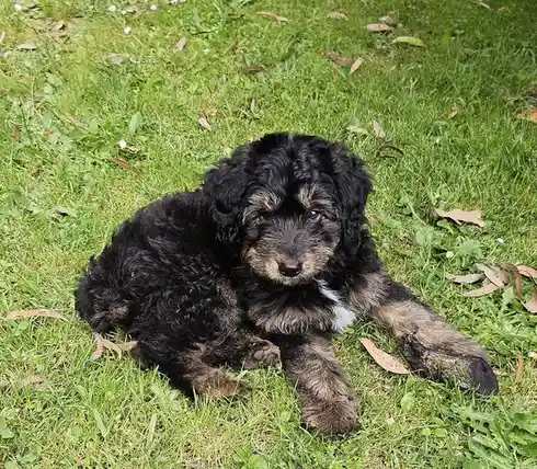 A small, fluffy black and tan puppy with a sad, soulful expression lies on green grass scattered with leaves and dandelions…