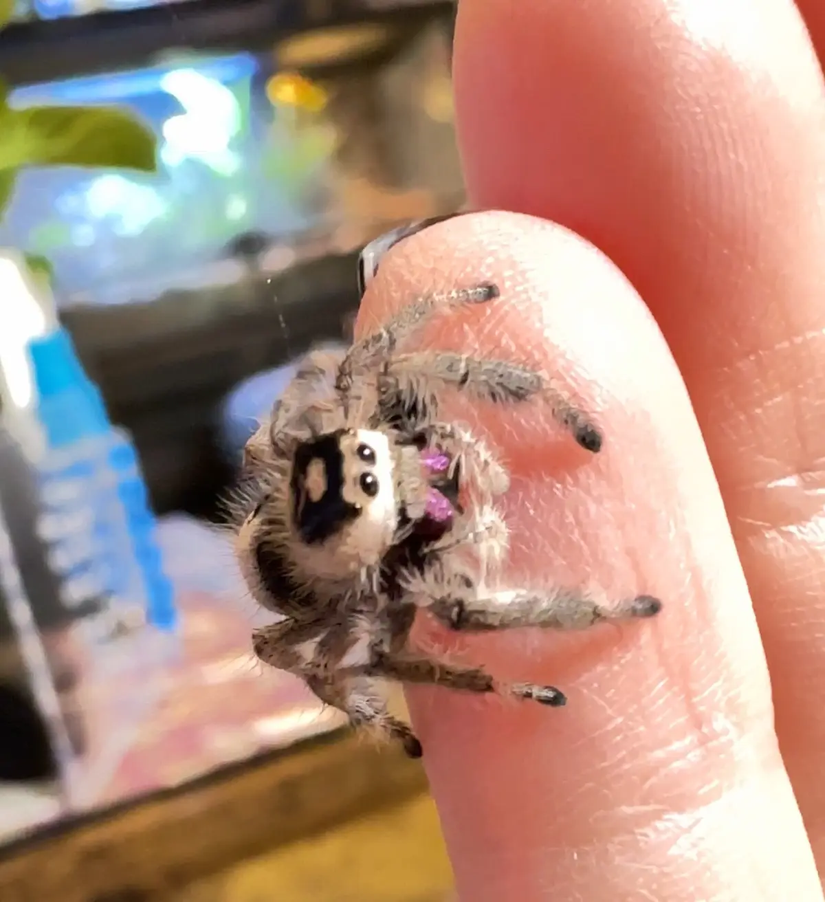 A close-up photo shows a small, furry jumping spider perched on a human fingertip, its mouth area visibly stained with a…