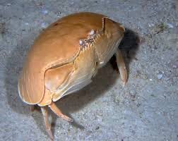 A close-up photo of a brown, rounded crab-like crustacean on a sandy ocean floor, with overlaid text reading 'i'm not a…