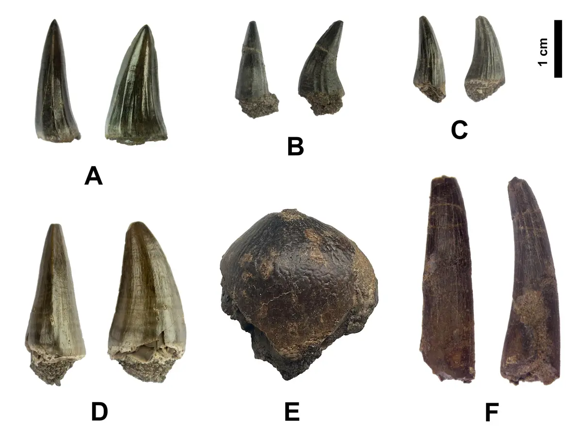 The image displays six labeled groups (A-F) of fossilized teeth and one irregularly shaped fossil (E) against a white…