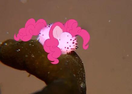 The Slug Life: Embracing My Inner Pone