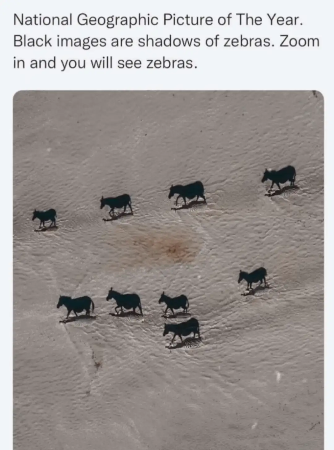 An aerial photo shows several dark silhouettes of animals walking on a light-colored, textured surface. The overlaid text…