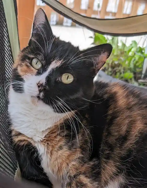A close-up photo of a calico cat with black, orange, and white fur, lounging in a hammock-like chair. The cat has large…