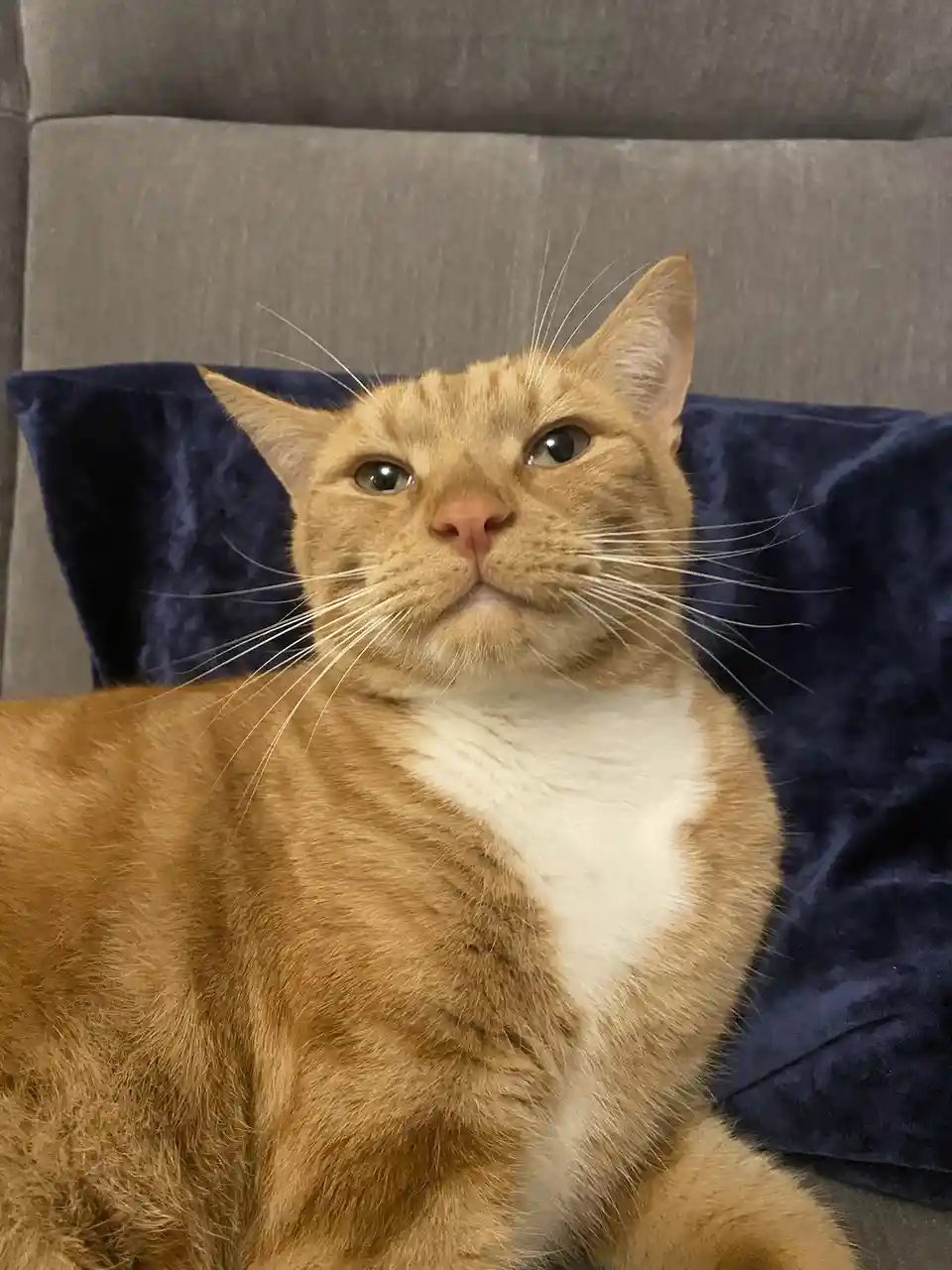 Biscuit's Daily Dose of Cuteness