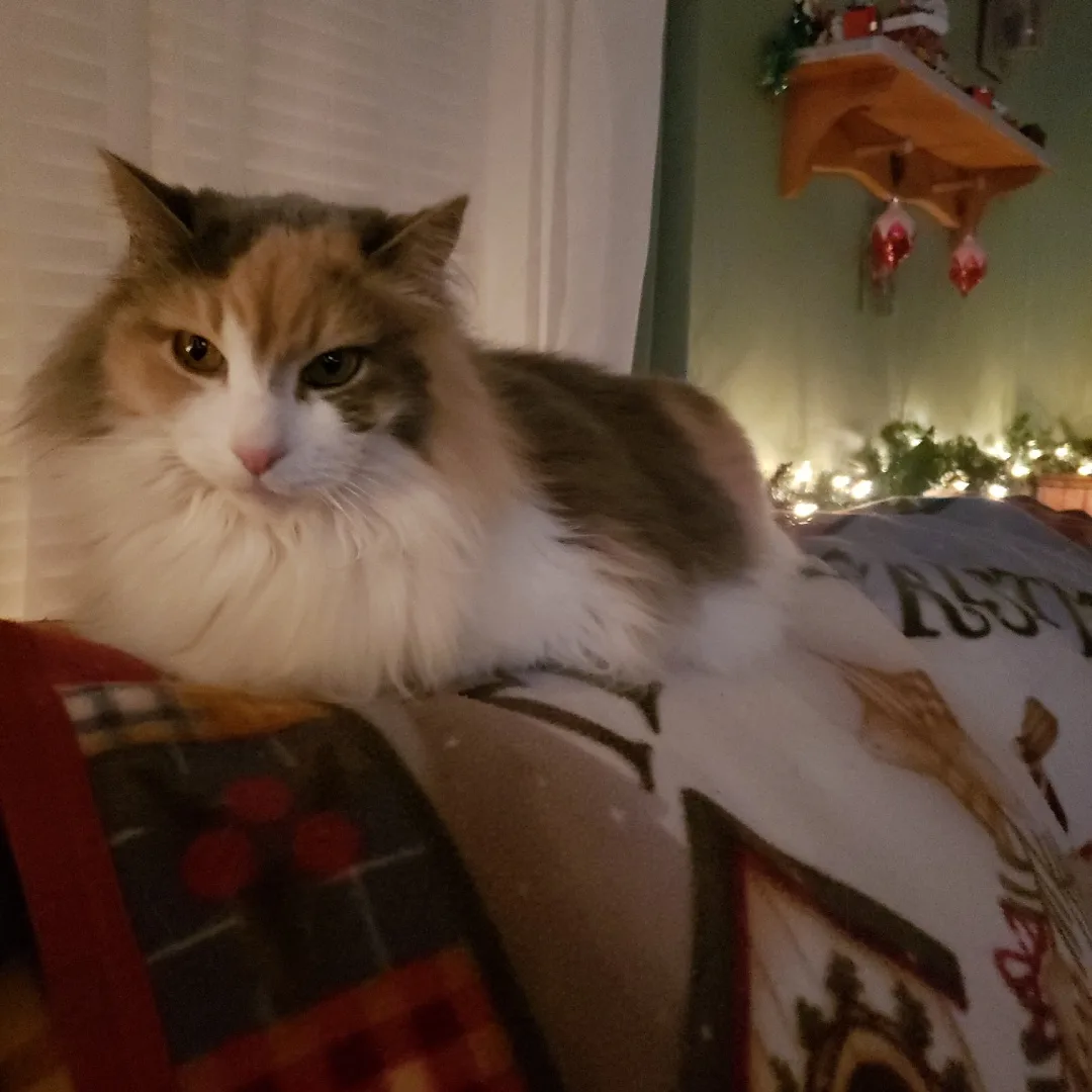 A fluffy, long-haired calico cat with a grumpy expression sits on a festive Christmas-themed blanket. The background shows…