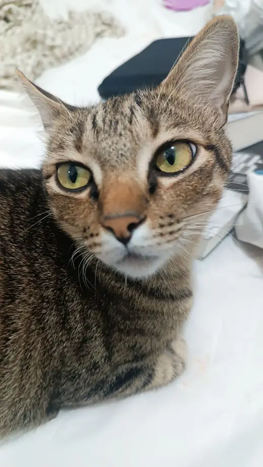 A close-up photo of a tabby cat with wide, intense green eyes staring directly at the camera, lying on a white surface with…