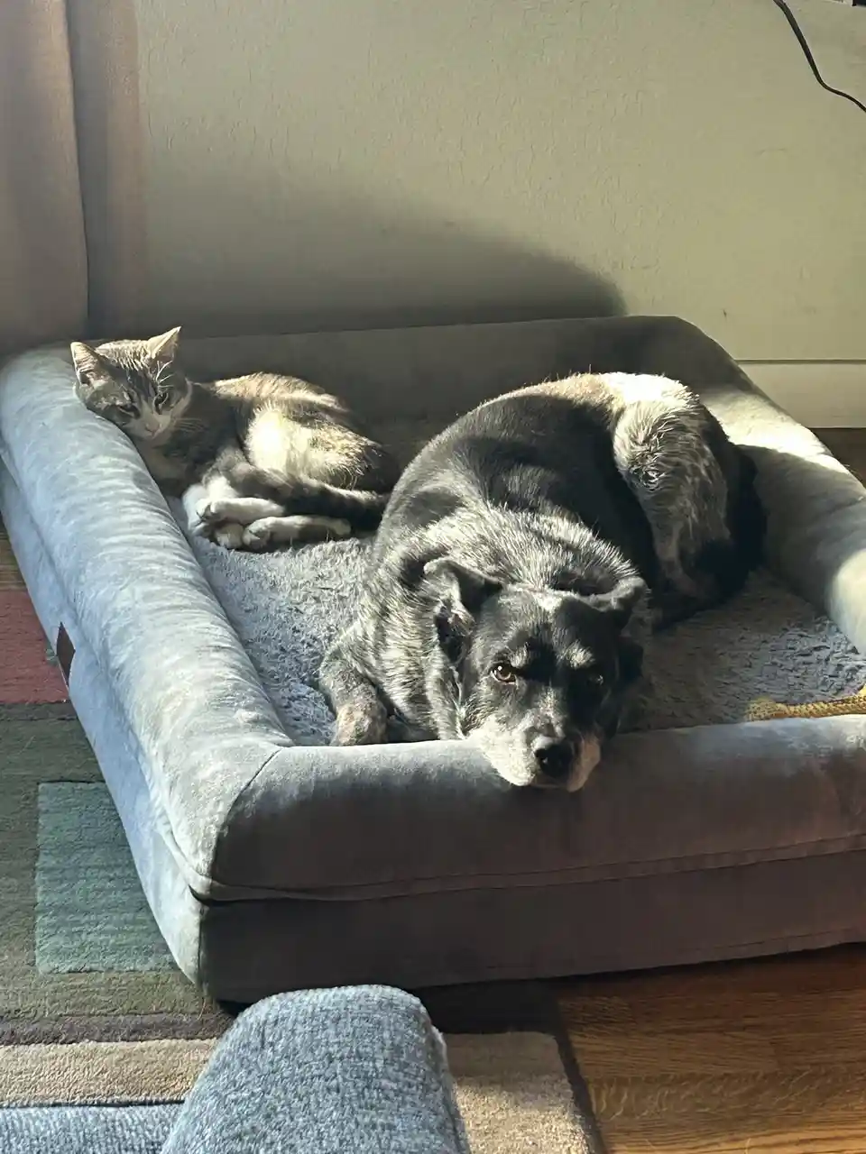 A tabby cat and a black-and-white dog are lounging together on a grey pet bed in a sunlit room. The dog, positioned in the…