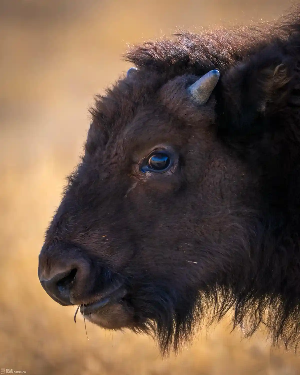 A close-up photograph of a bison's head in profile, showing its dark shaggy fur, small horns, and a single strand of grass…