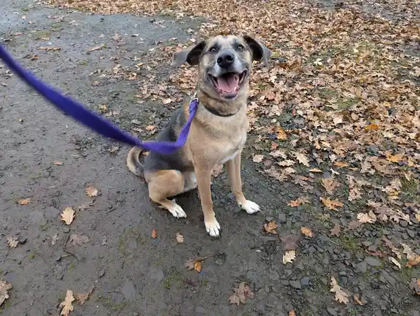 Morse: The Happiest Pup Around