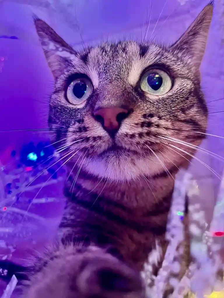 A close-up photo of a tabby cat with wide, startled eyes looking directly at the camera, set against a purple-lit background…