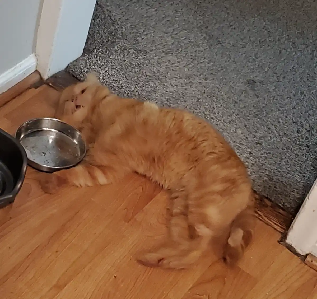 A blurry, ginger cat is captured mid-motion, stretching or rolling on a wooden floor next to a metal water bowl and a gray…
