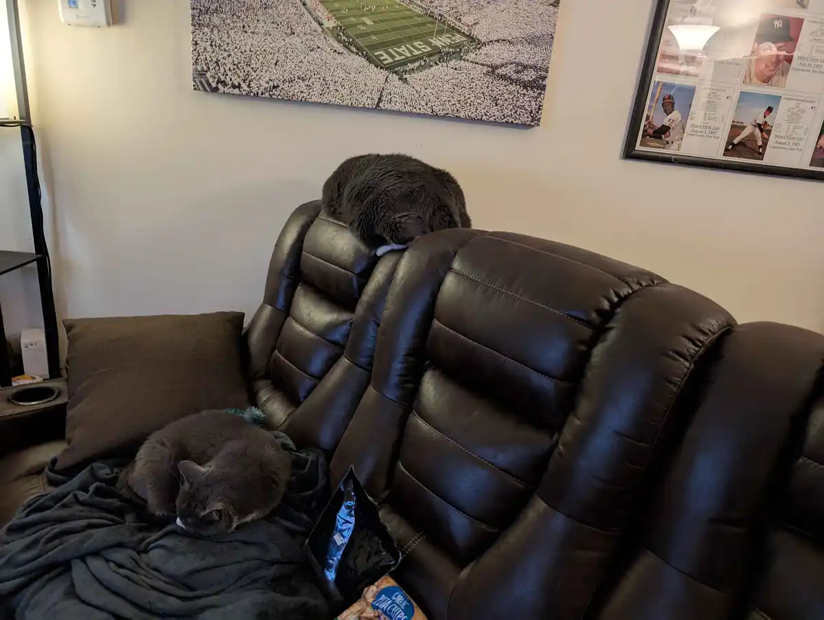 Two gray cats are sleeping on a dark brown leather recliner; one is curled up on a blanket on the seat, the other is curled…