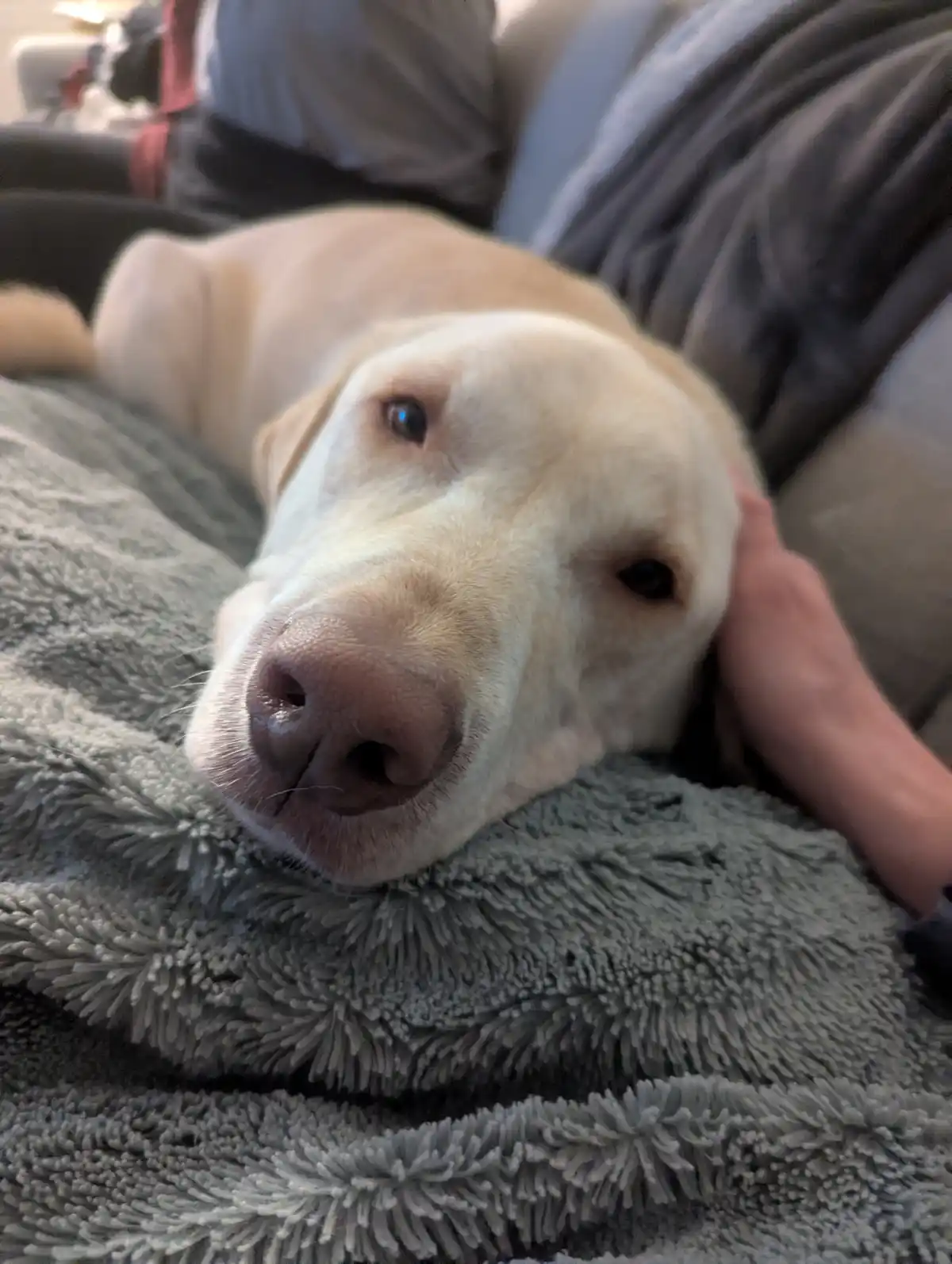 A light-colored Labrador dog rests its head on a gray, fluffy blanket while a person's hand gently strokes its cheek. The…