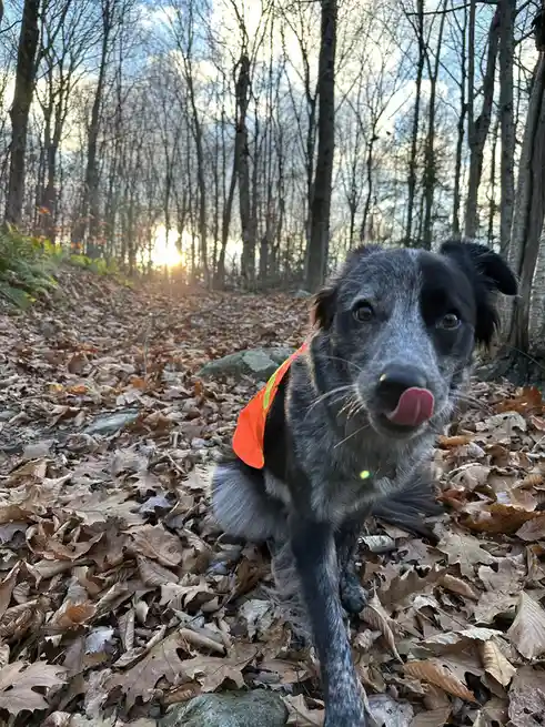 A black and grey dog wearing an orange safety vest sits on a leaf-covered forest trail, licking its nose while looking at…