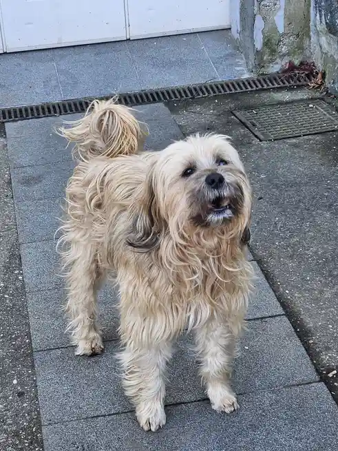 A shaggy, light-brown dog with a messy, windblown coat stands on a gray tiled sidewalk, looking upward with its mouth…
