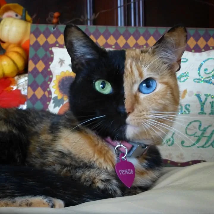 A cat with a split-face appearance, half black with green eyes and half orange tabby with blue eyes, lying on a bed with a…