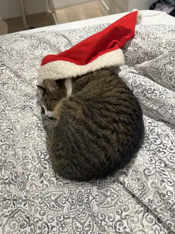 A tabby cat curled up and sleeping on a patterned bedspread, with a red and white Santa hat pulled down over its head. The…