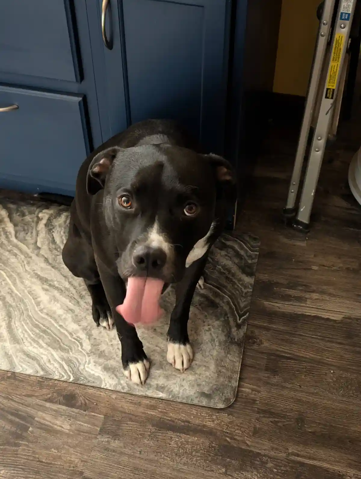 A black and white dog with its tongue hanging out sits on a grey patterned rug in front of blue cabinets, looking up with…