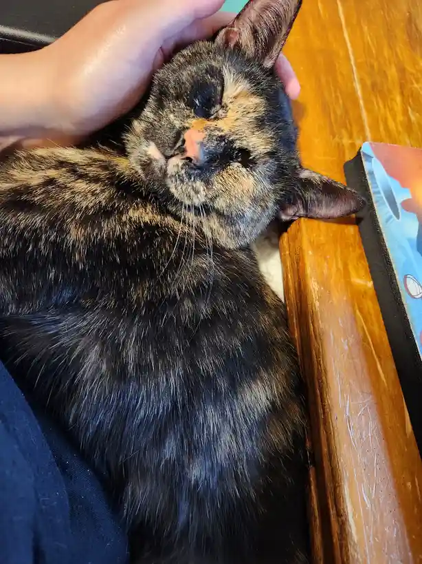 A close-up photo shows a tortoiseshell cat with black, orange, and cream fur sleeping peacefully with its eyes closed while…