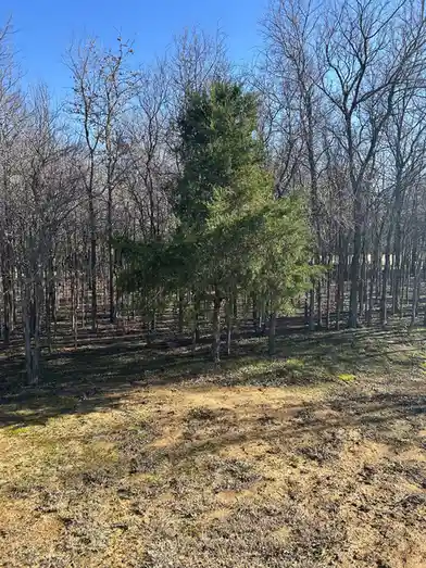 A single evergreen tree stands out in a forest of bare, leafless deciduous trees under a clear blue sky. The evergreen is…