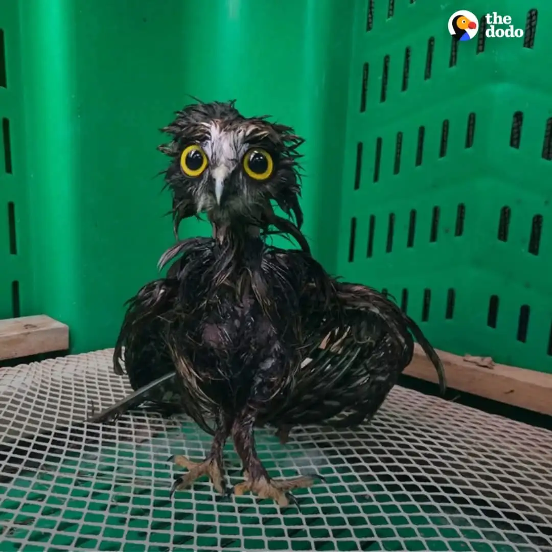 A small, wet owl with matted feathers and huge, round yellow eyes stares directly at the camera from inside a green plastic…
