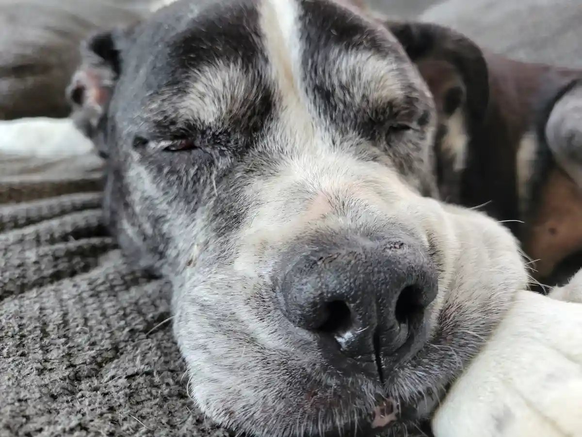 A close-up photo of a brindle and white dog with its eyes half-closed, appearing deeply relaxed or asleep on a textured gray…