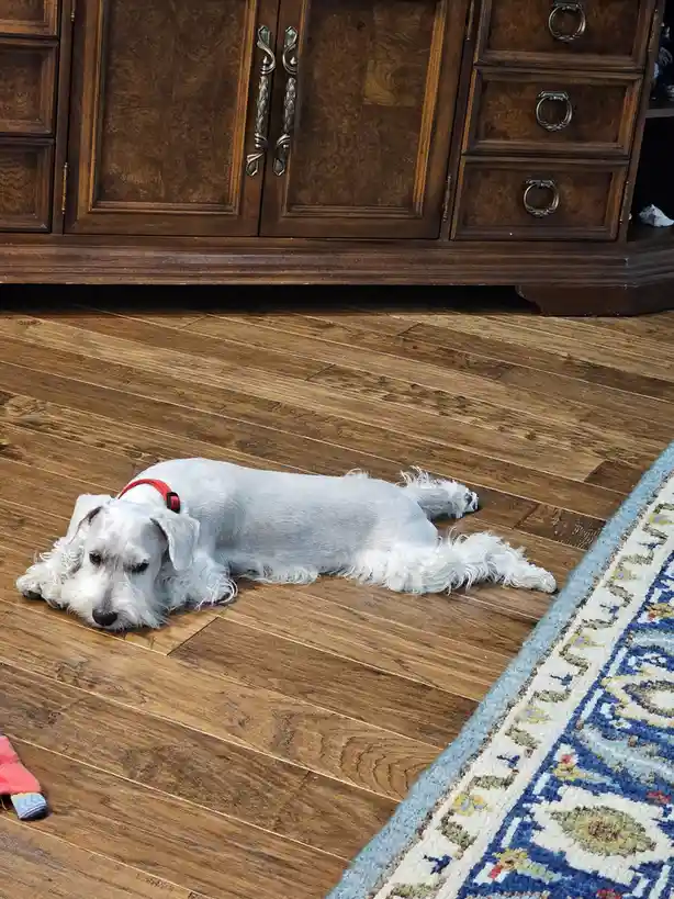 A white, scruffy dog with a red collar lies sprawled on a hardwood floor in front of a dark wooden cabinet, looking drowsy…