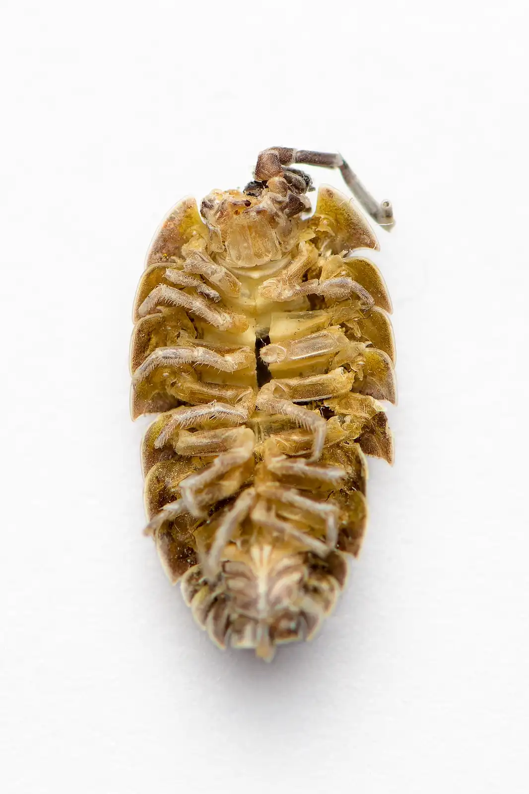 A close-up photo shows a deceased isopod, likely a pill bug or roly-poly, lying on its back with its segmented body and legs…