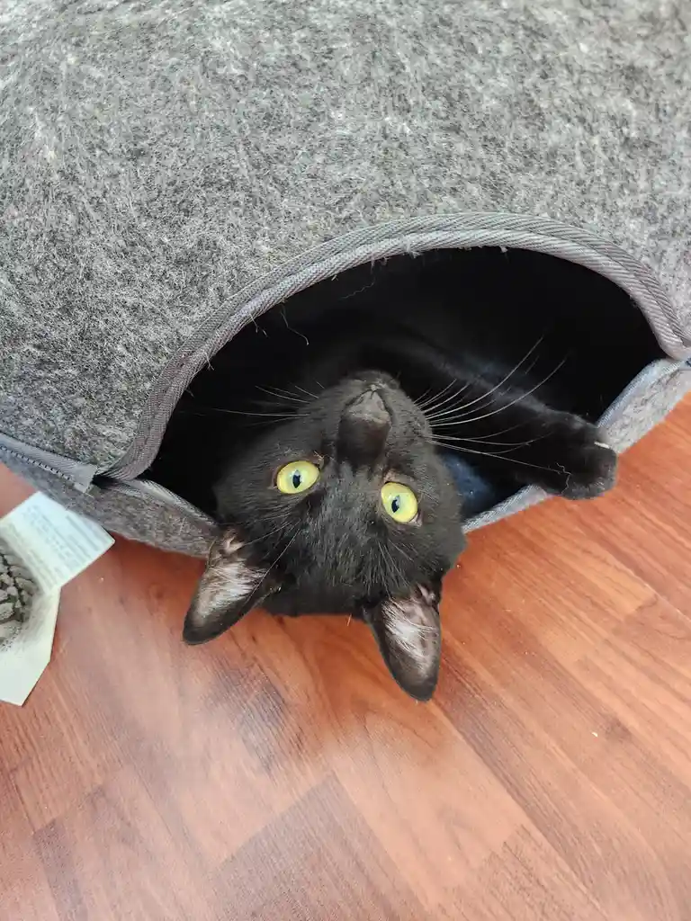 A black cat with bright yellow eyes peeks out from a gray felt cat bed, looking upward with an intense gaze. The cat is…
