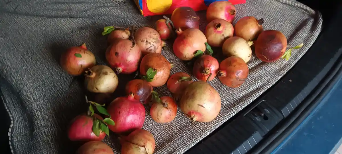 A large pile of fresh pomegranates with stems and leaves, resting on a textured gray fabric inside what appears to be a car…