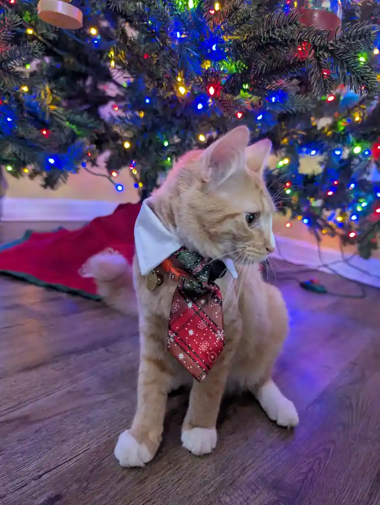 An orange tabby cat sits on a wooden floor under a brightly lit Christmas tree, wearing a white collar and a red plaid…