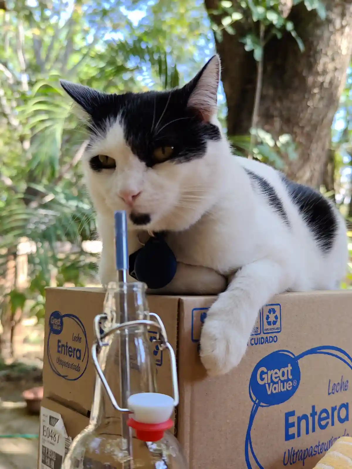 A black and white cat with a bored expression sits atop a cardboard milk box, looking down at a glass bottle with a straw…