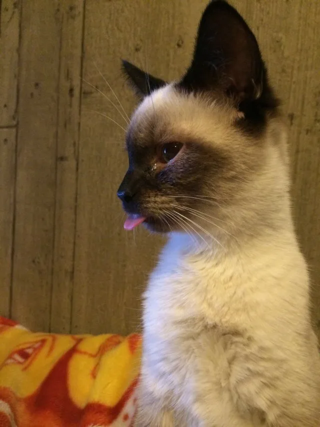 A close-up of a Siamese cat with dark points on its ears, face, and paws, sitting on a colorful blanket against a wooden…