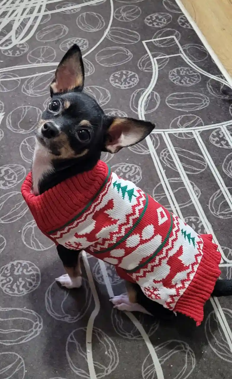 A small black and tan chihuahua sits on a patterned rug wearing a red and white Christmas sweater with green tree motifs…