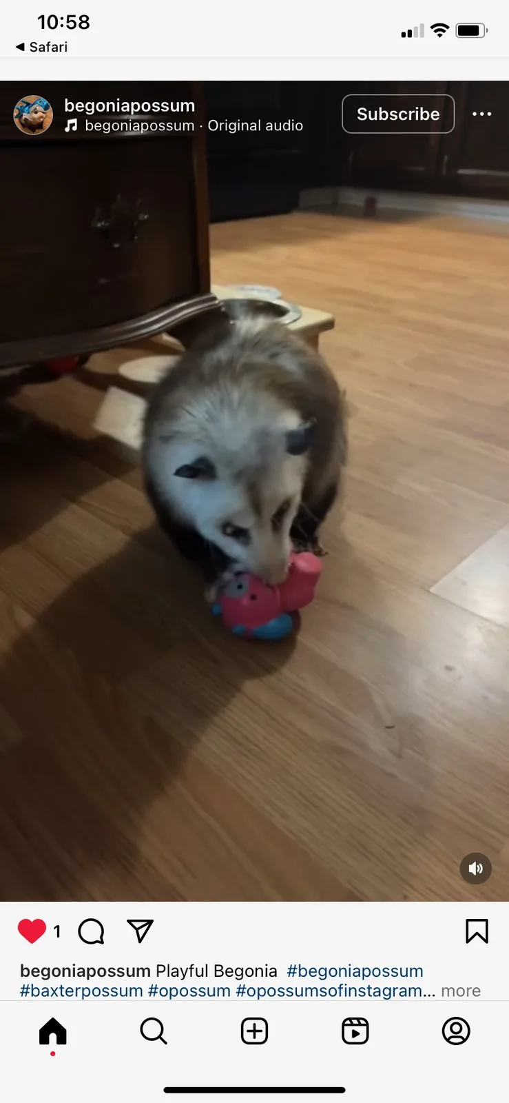 A close-up video shows a small opossum with a white face and dark body sitting on a wooden floor, chewing on a pink and blue…